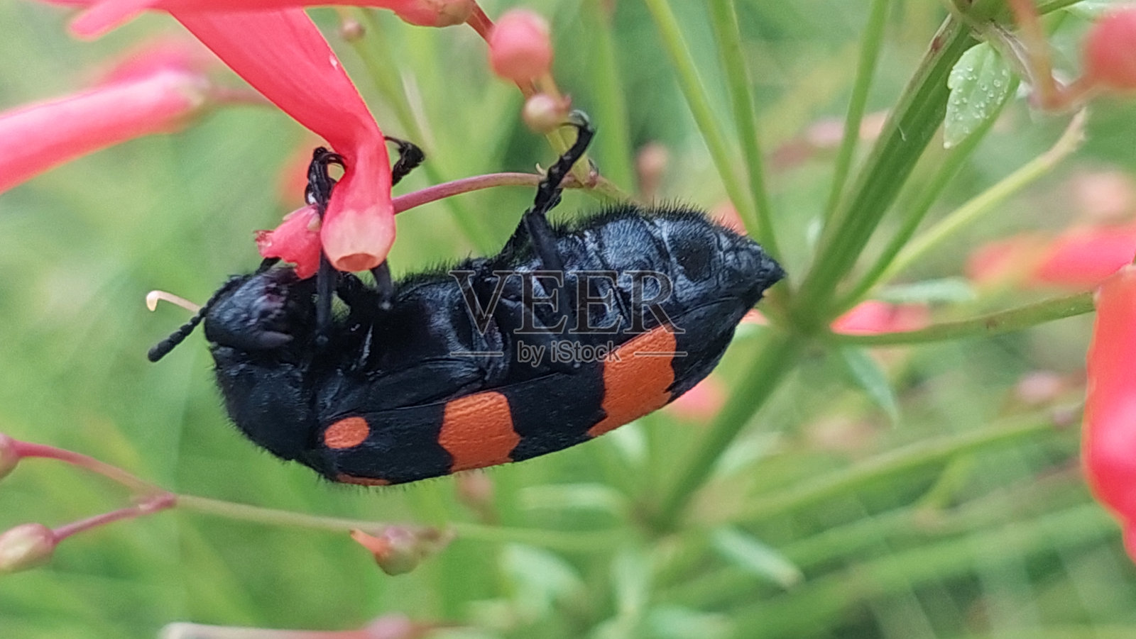 大甲虫昆虫在野花照片摄影图片