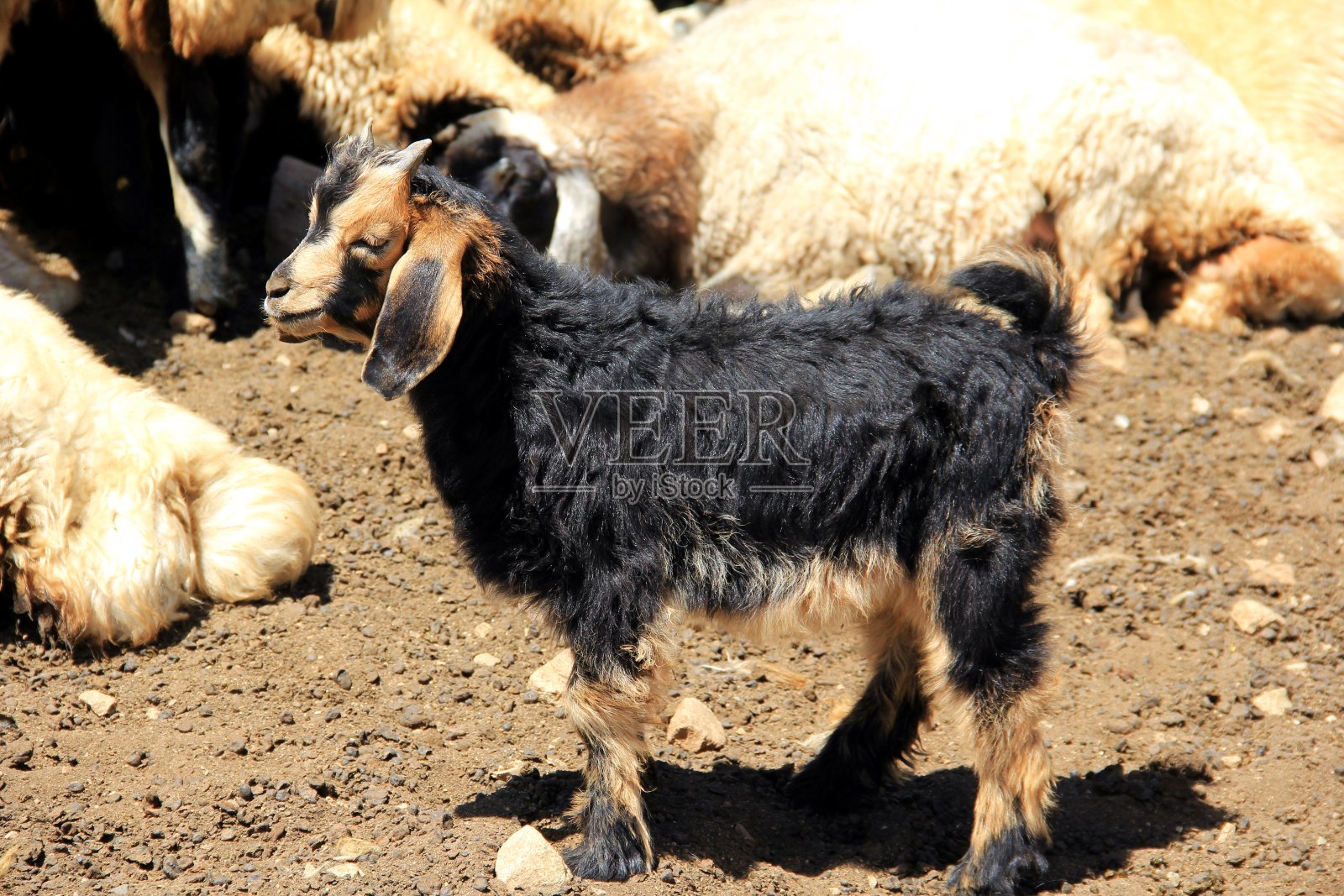 Berçelan高地(Hakkari,土耳其)的牲畜照片摄影图片