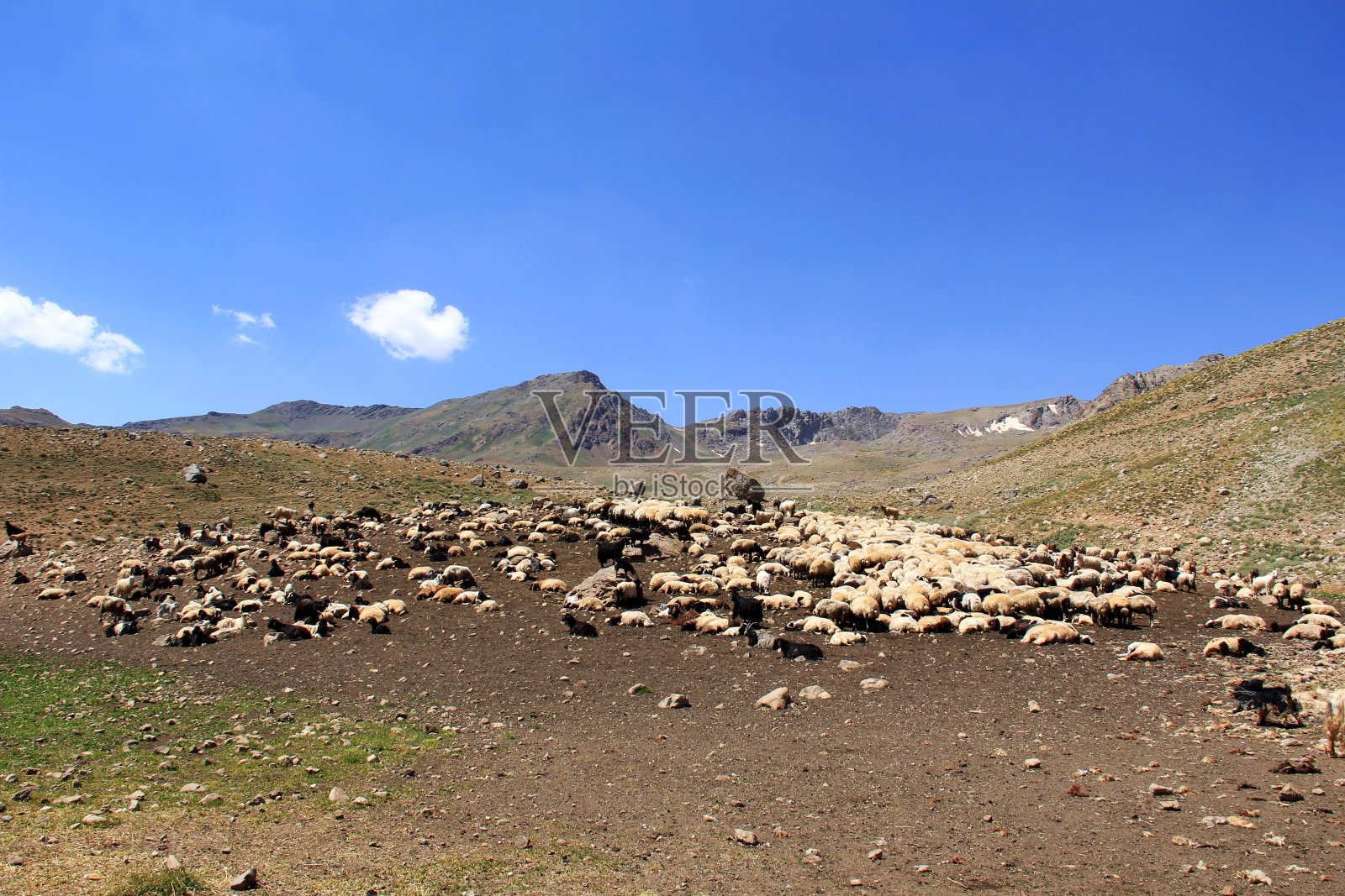 Berçelan高地(Hakkari,土耳其)的牲畜照片摄影图片