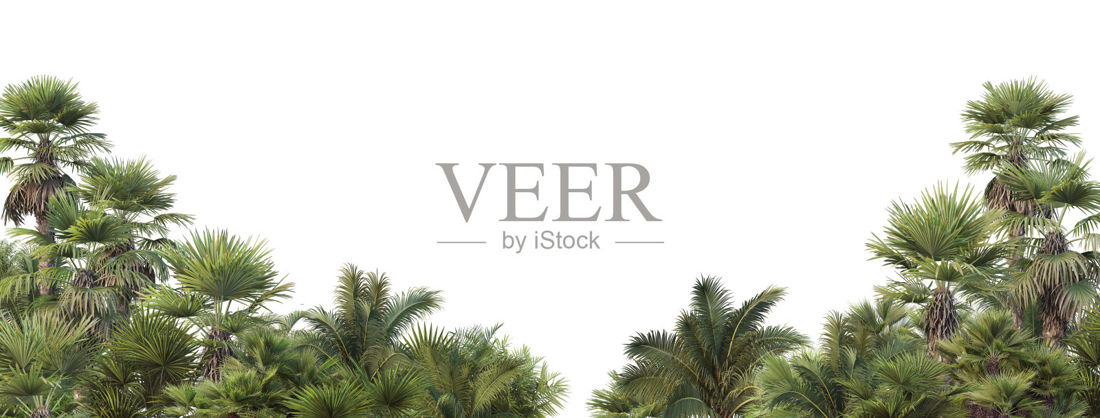 白色背景上的棕榈花园照片摄影图片