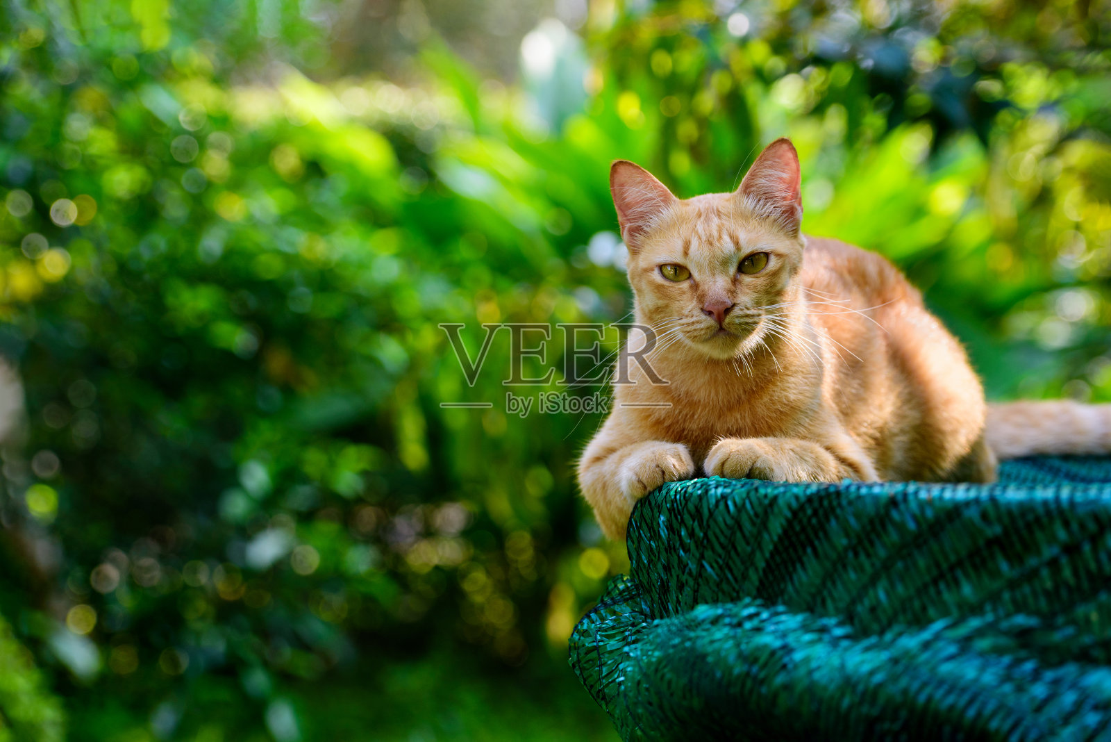 一只橙色的猫躺在井上享受早晨的阳光照片摄影图片
