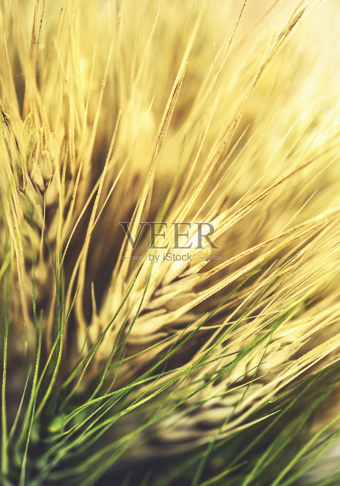 阳光下麦秆的秋天背景照片摄影图片