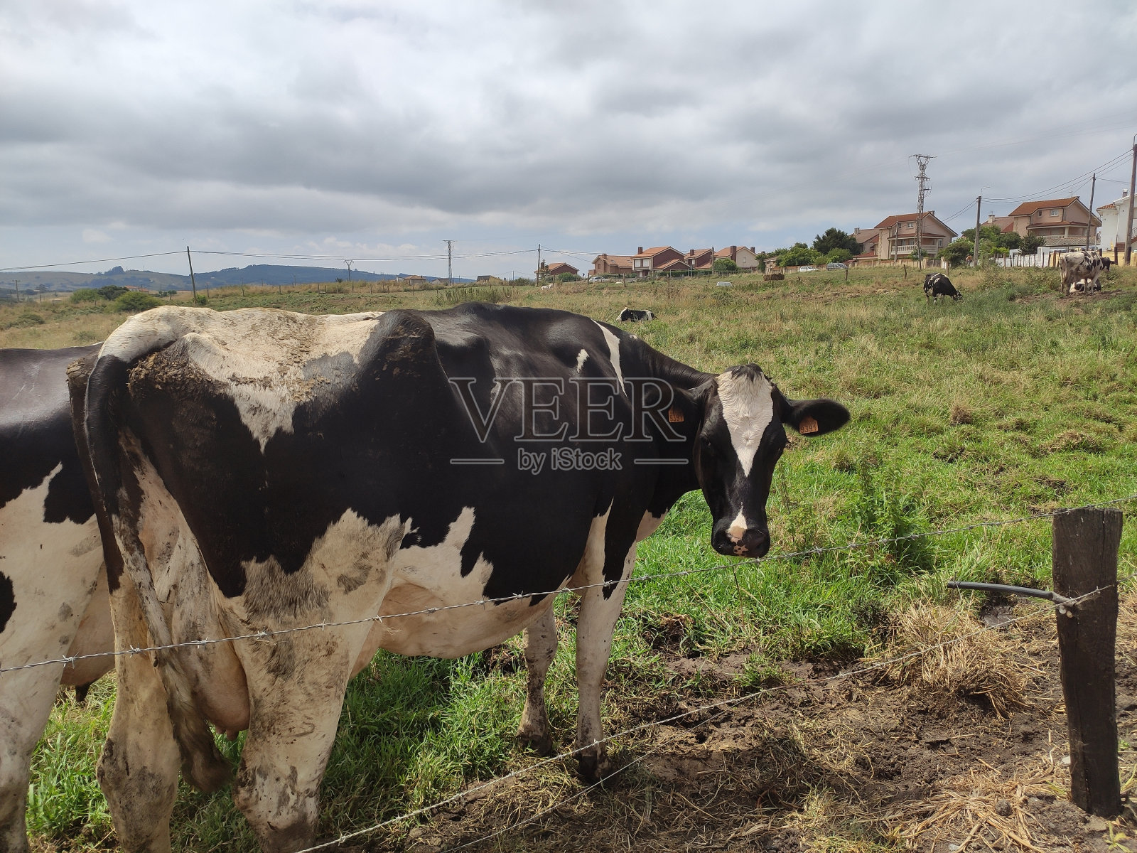 牧场上的奶牛照片摄影图片