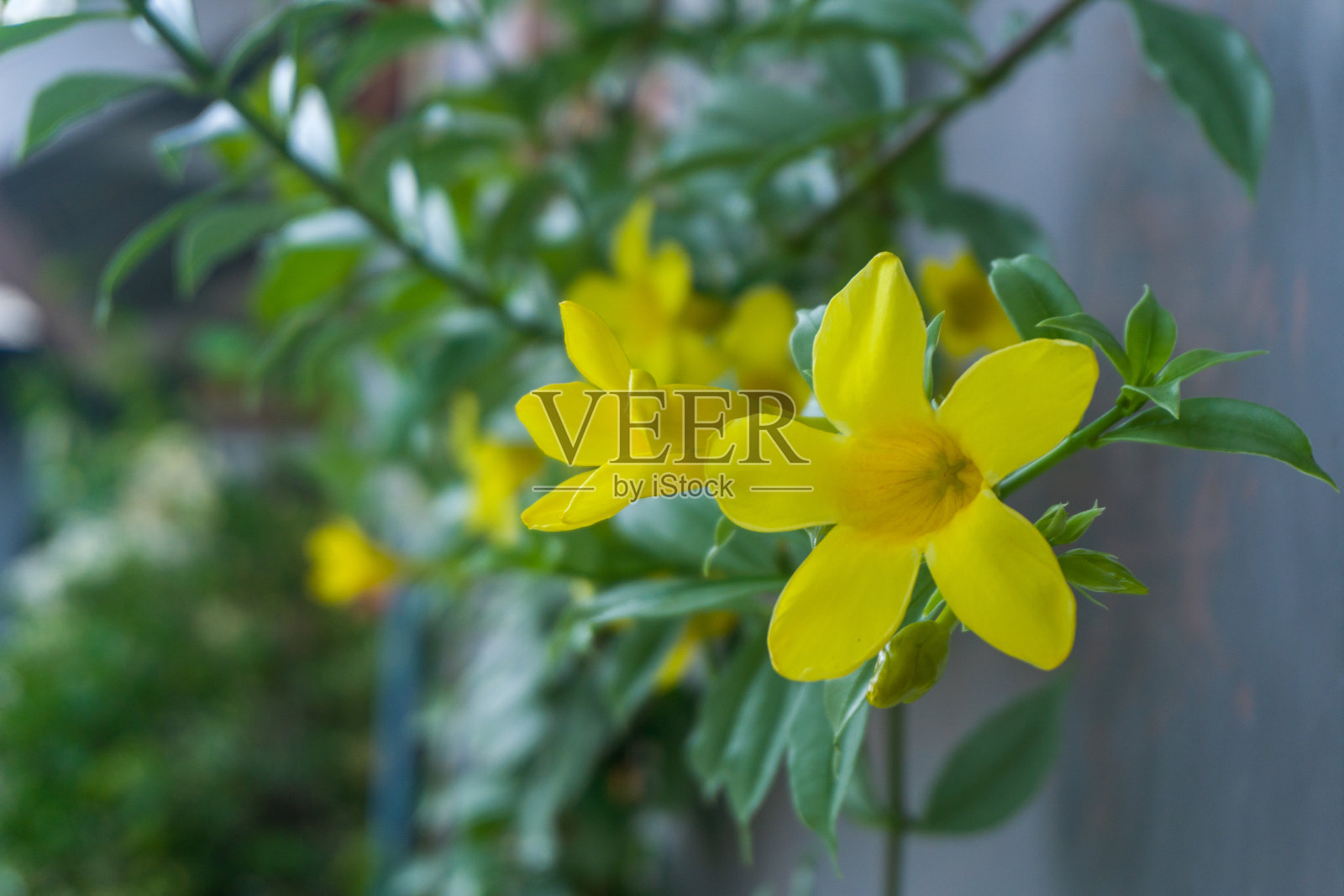 美丽的茉莉花与绿色的叶子照片摄影图片