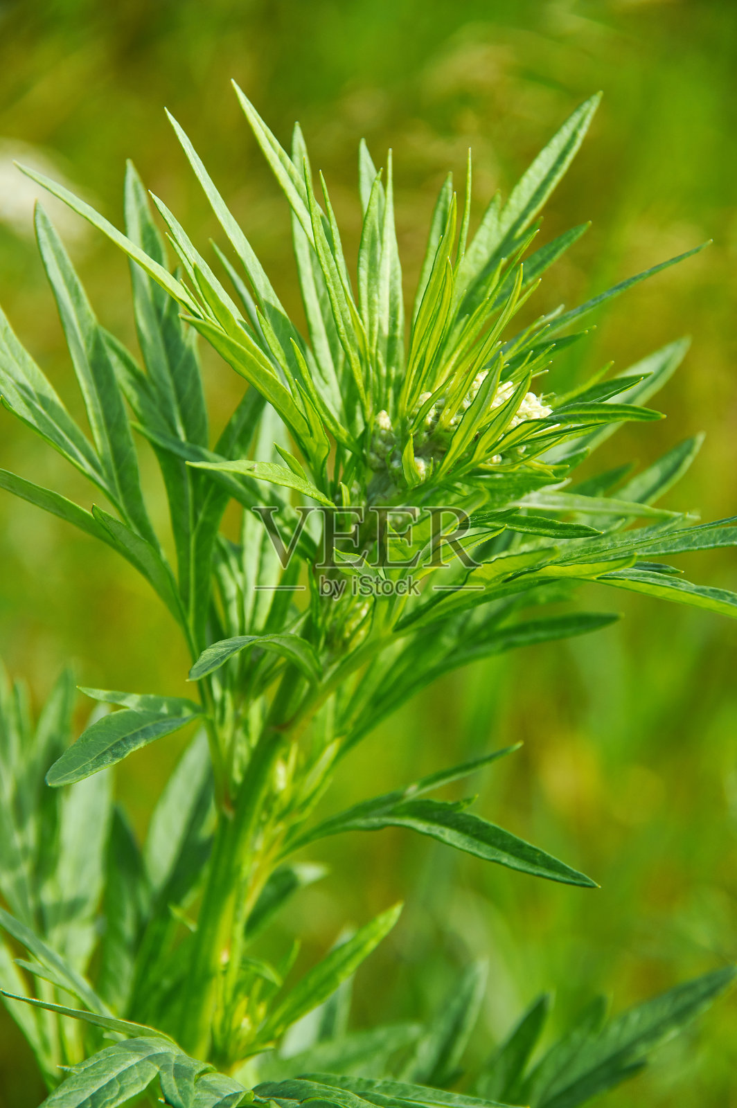 青蒿照片摄影图片