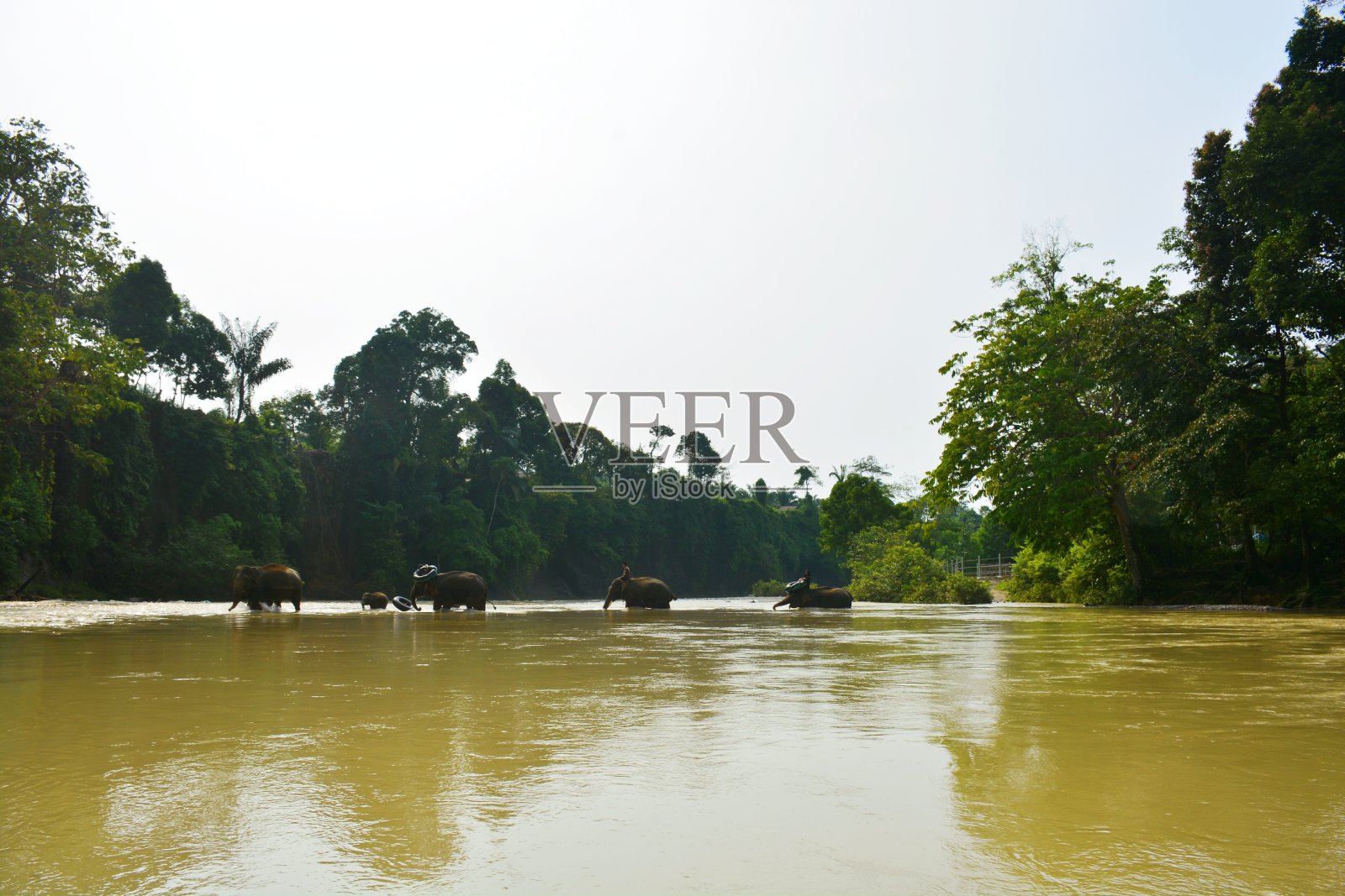 大象照片摄影图片