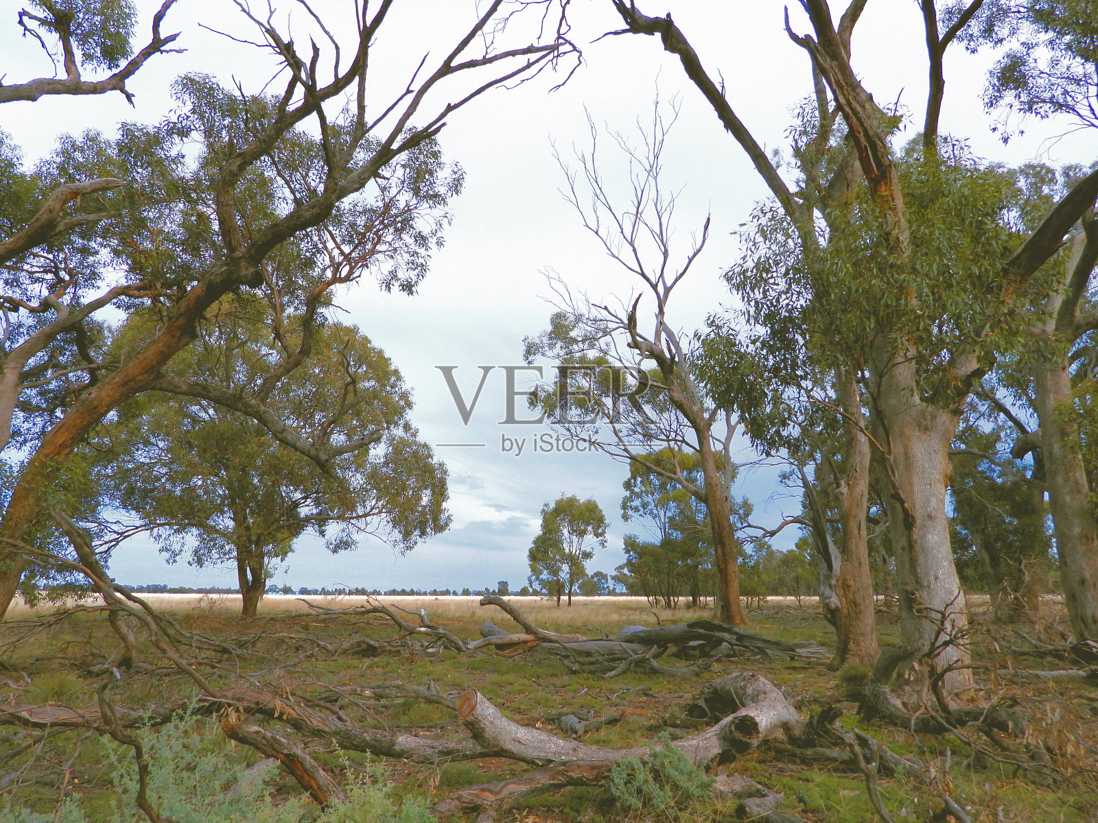 默里谷国家公园,莫伊拉,新南威尔士州,澳大利亚照片摄影图片