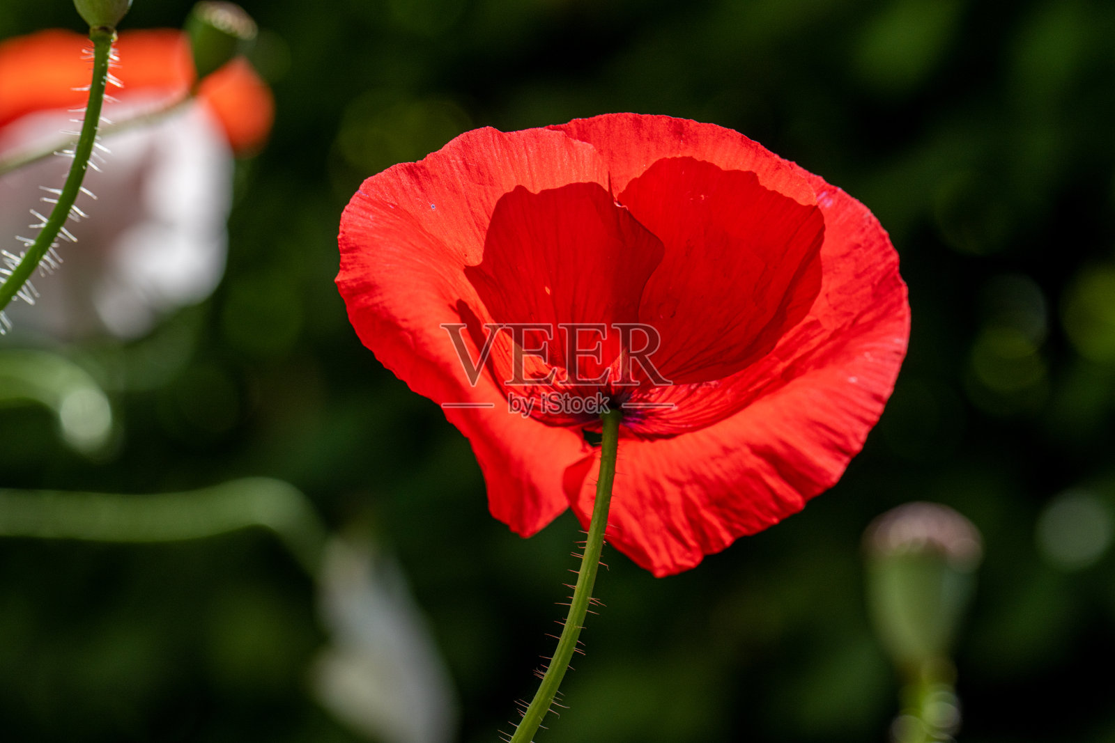 一个盛开的红色罂粟花的雄蕊,柱头,花丝的特写…照片摄影图片