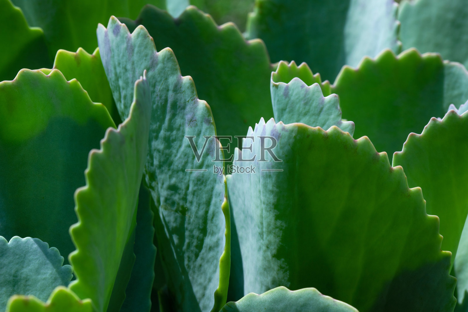 有脊状边缘的肉质植物,宏观抽象背景照片摄影图片