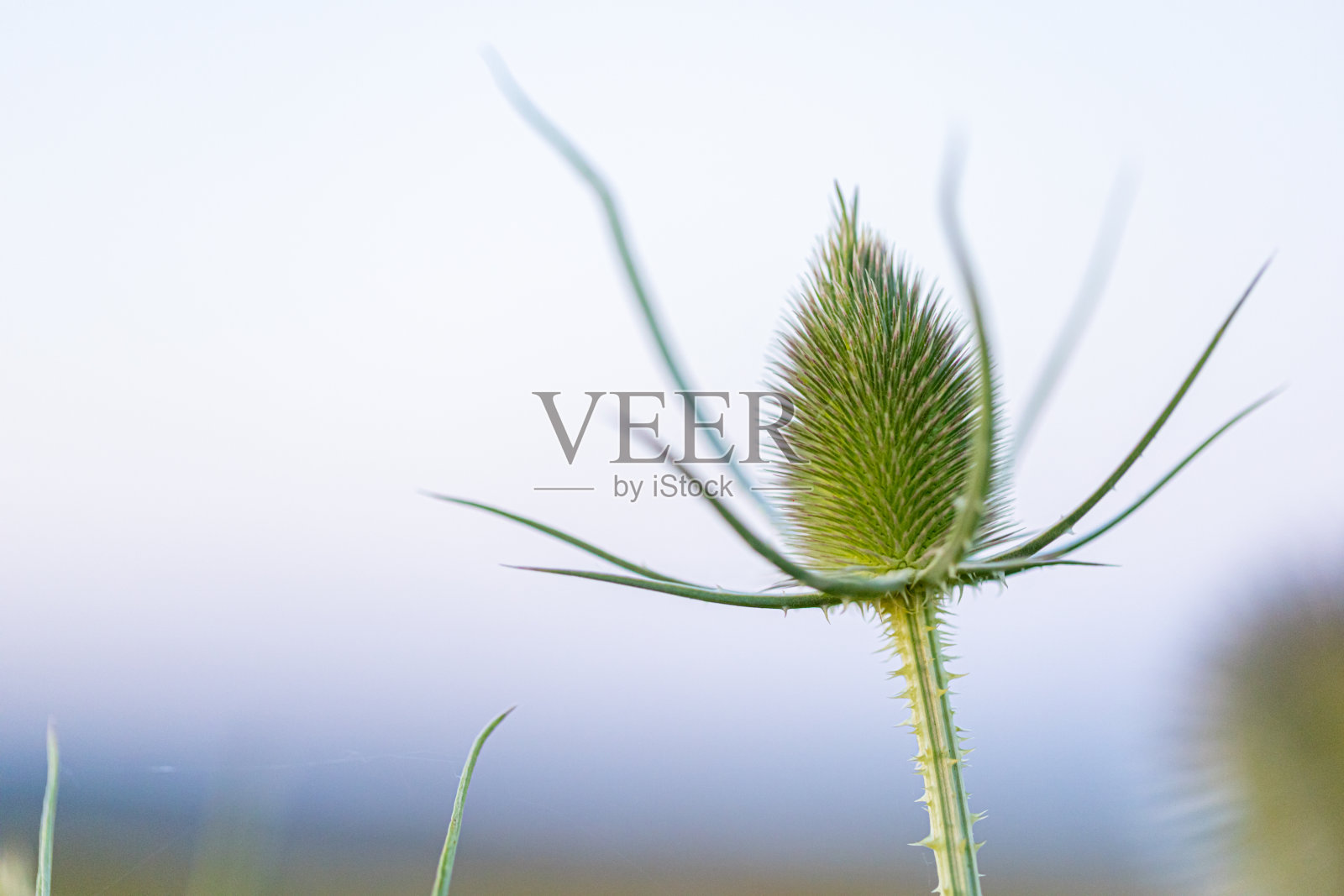 蓟照片摄影图片