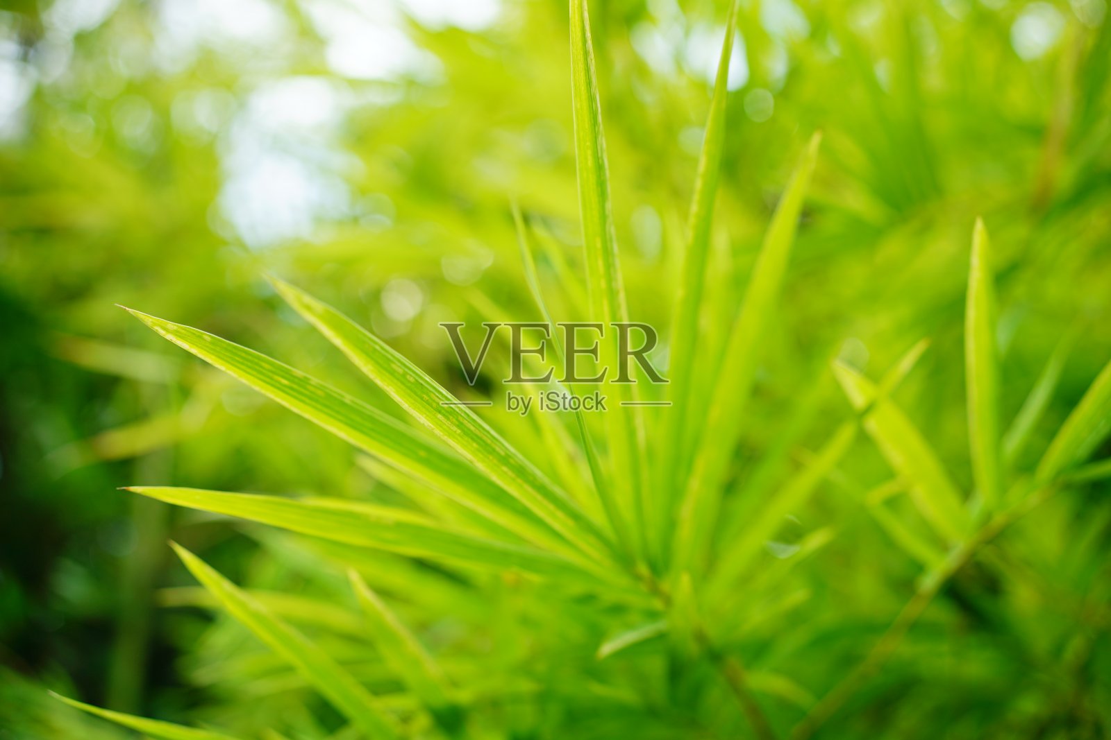 竹叶照片摄影图片