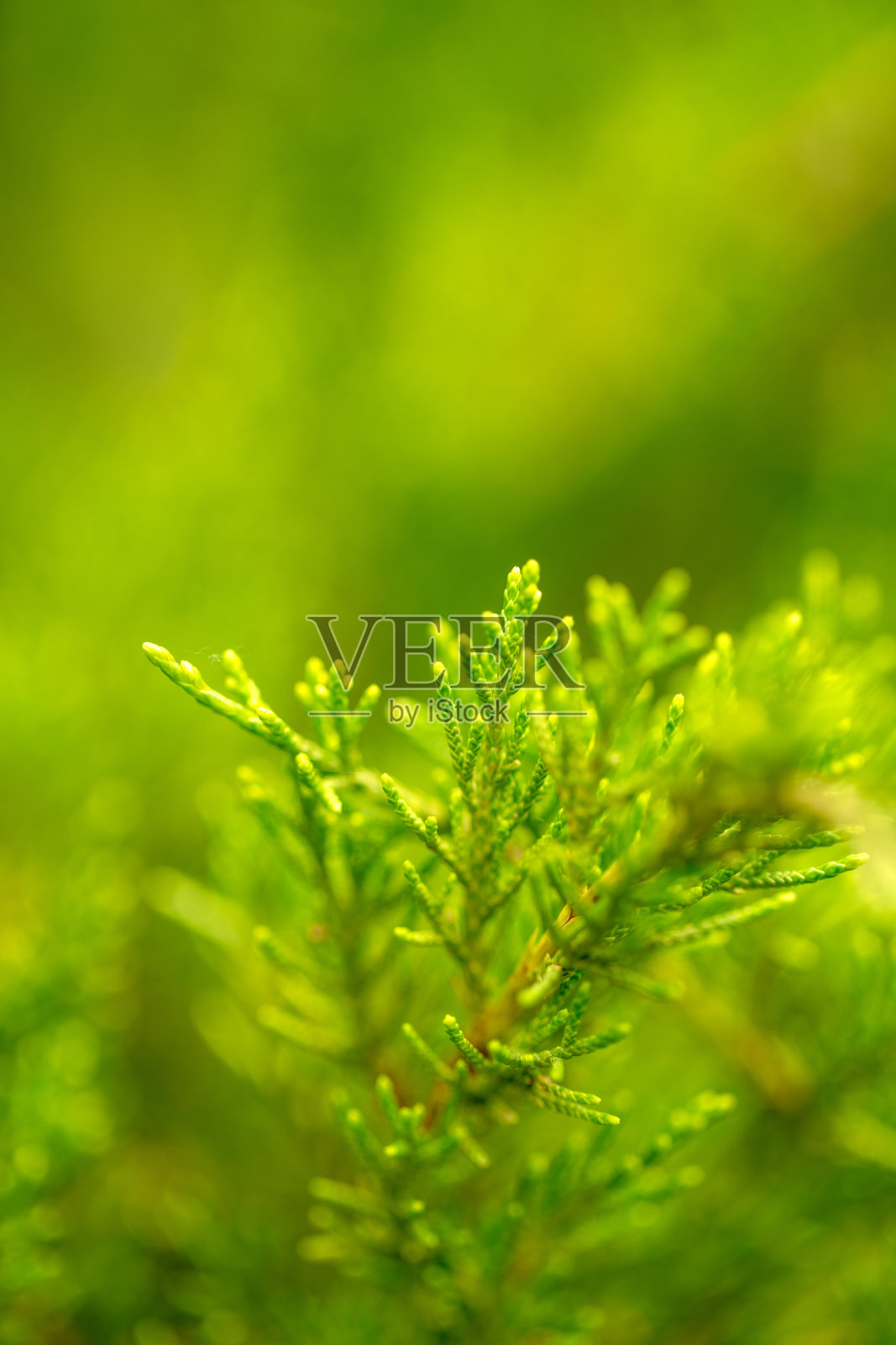 阳光明媚的日子里,thuja树枝的特写镜头照片摄影图片
