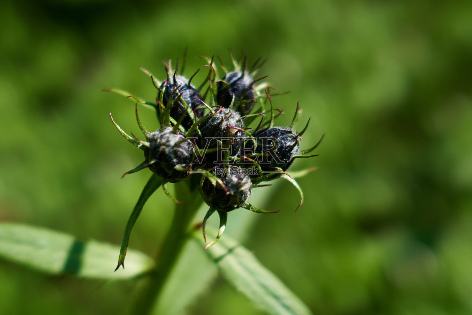 野花照片摄影图片
