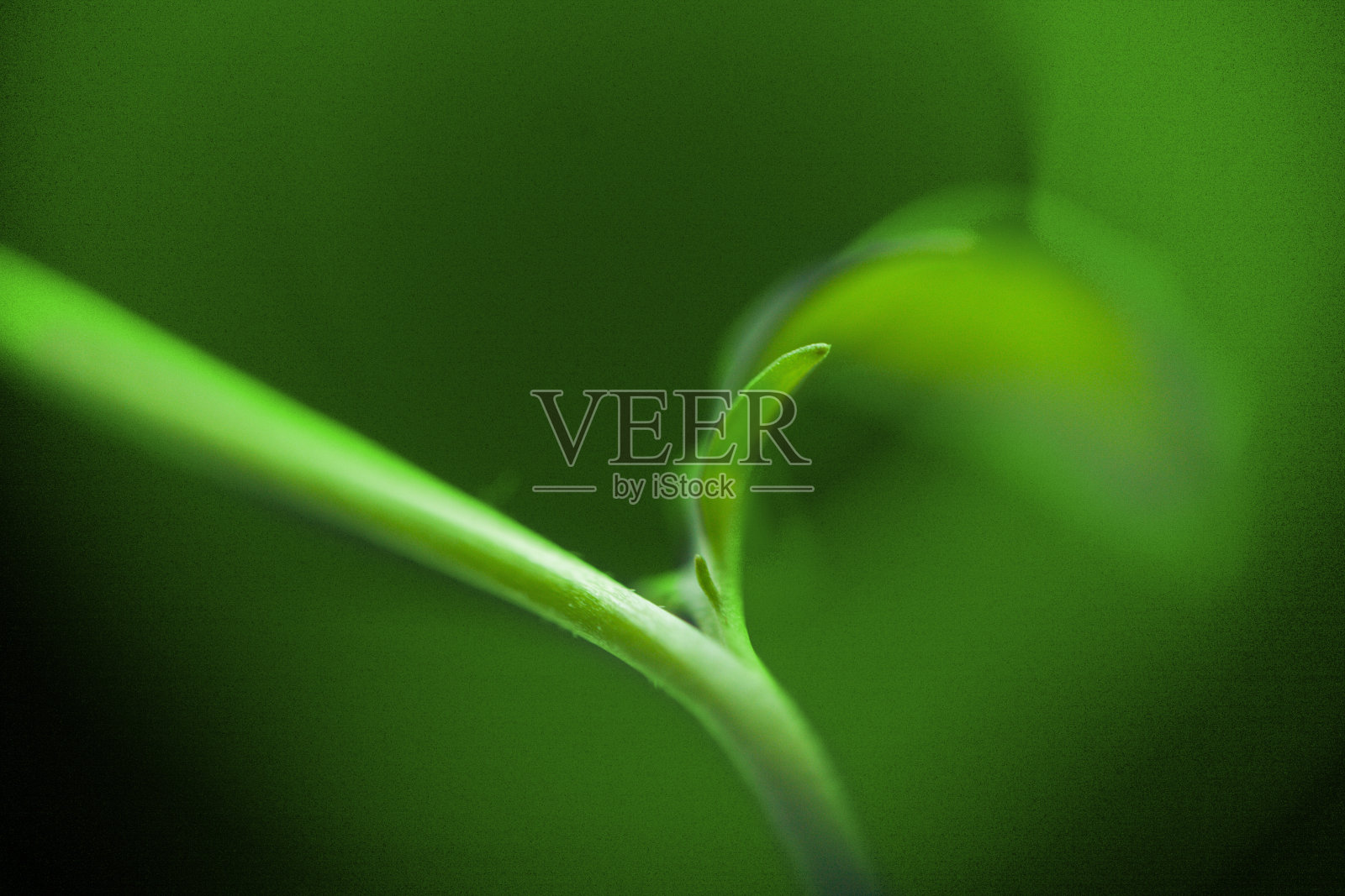 芝麻菜叶子。照片摄影图片