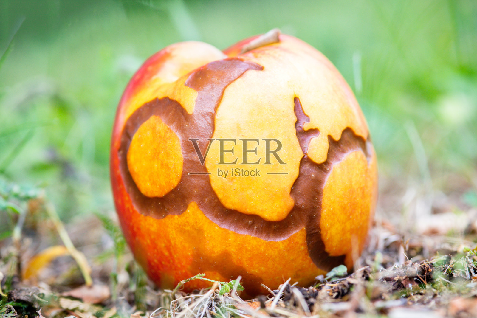 室外地板上一个成熟的坏掉的红苹果照片摄影图片