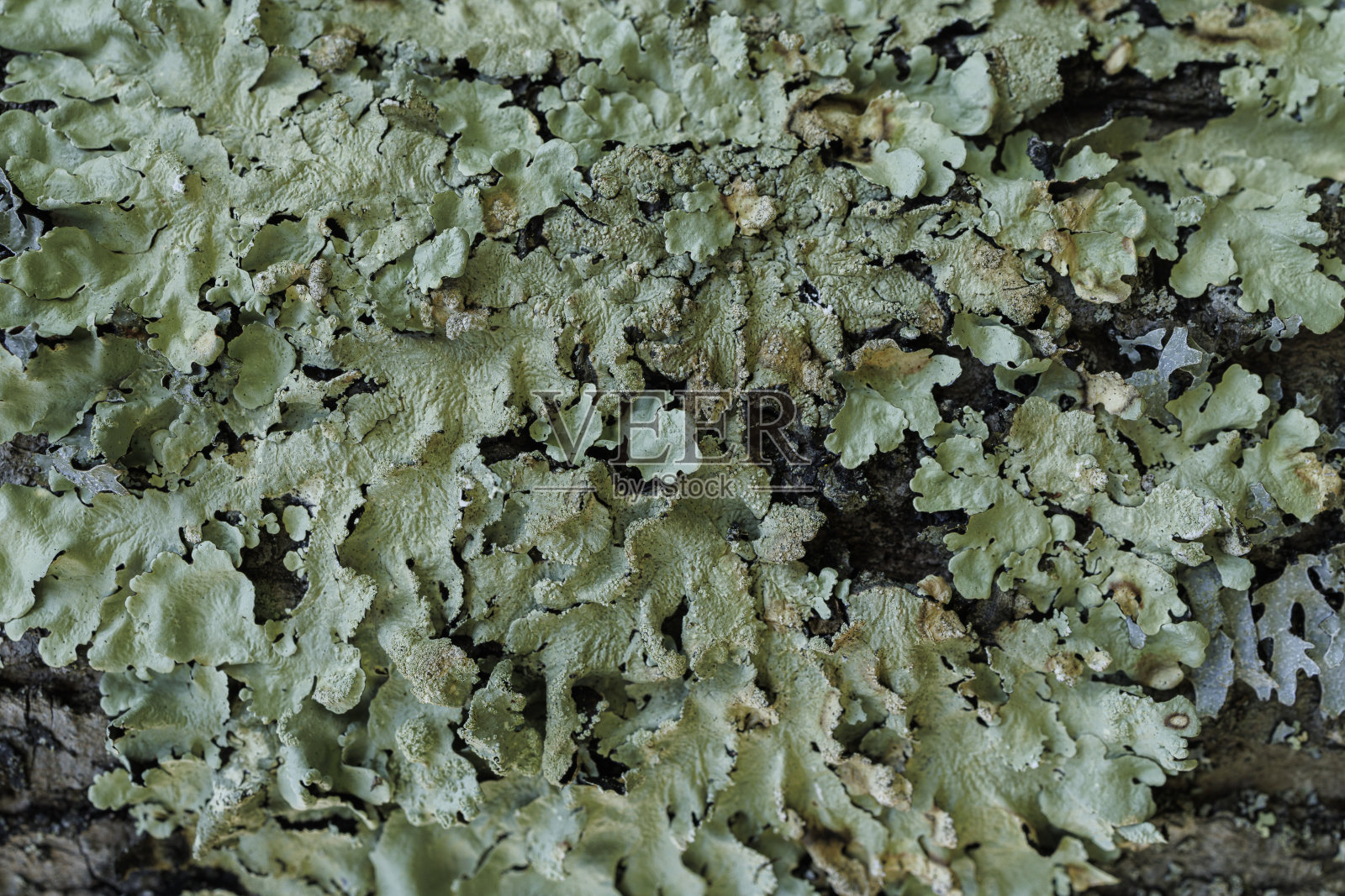 树皮上的地衣照片摄影图片