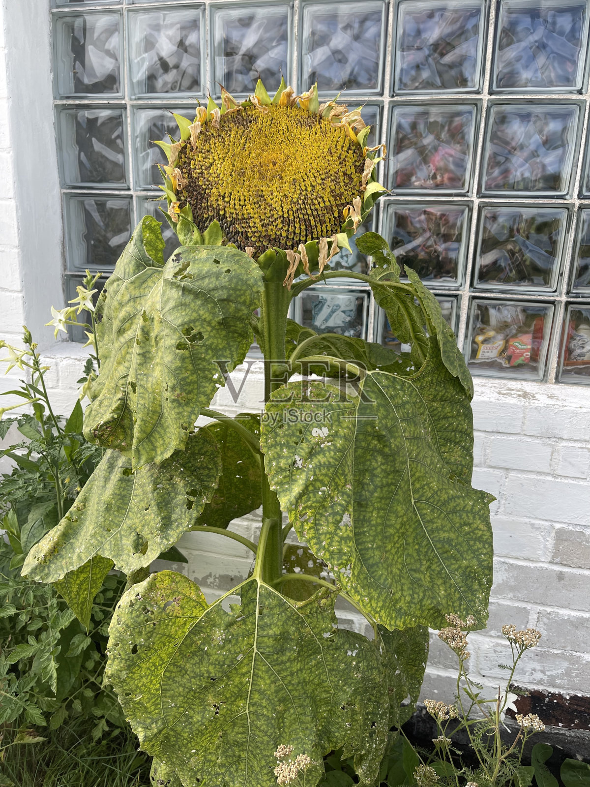 背景——向日葵照片摄影图片