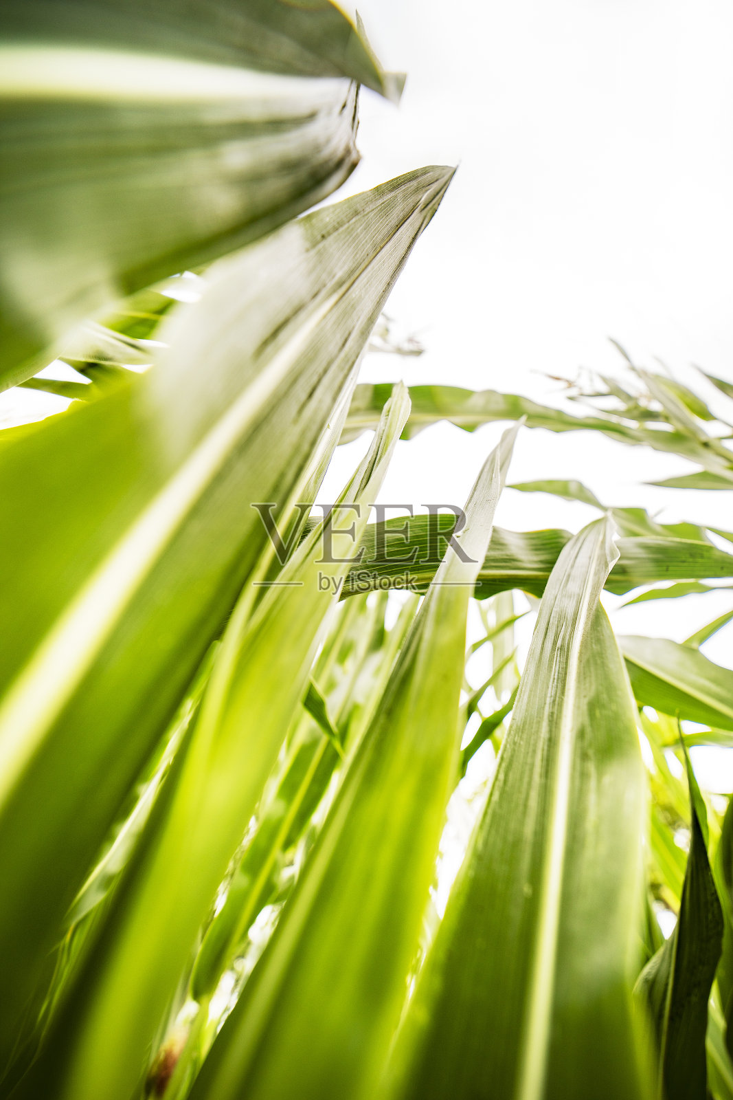绿色玉米叶子的特写照片摄影图片