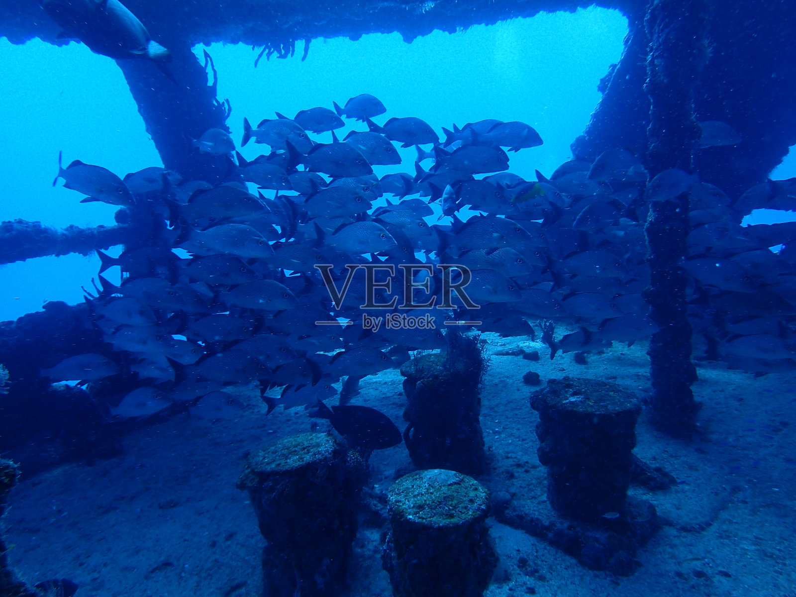 沉船上的鱼群照片摄影图片