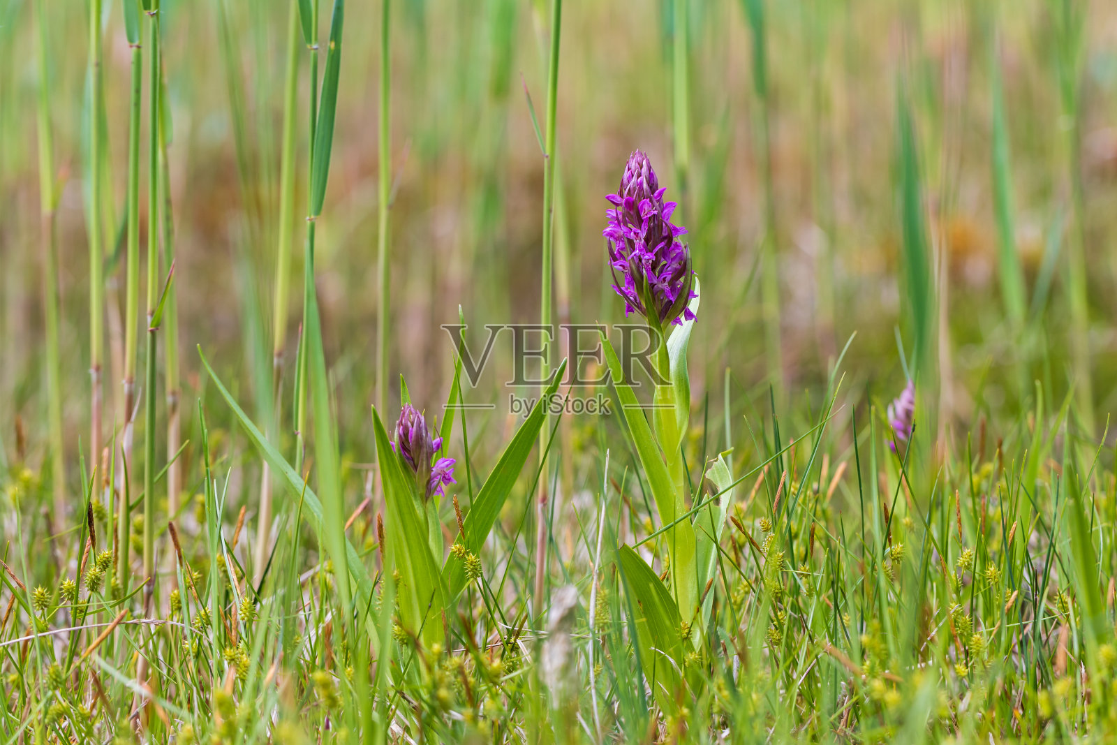 兰花-兰花在绿色的田野上。背景是美丽的散景。照片摄影图片
