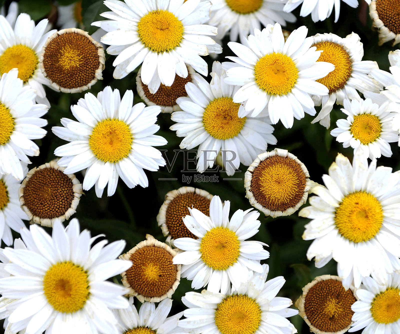白色雏菊的特写镜头照片摄影图片