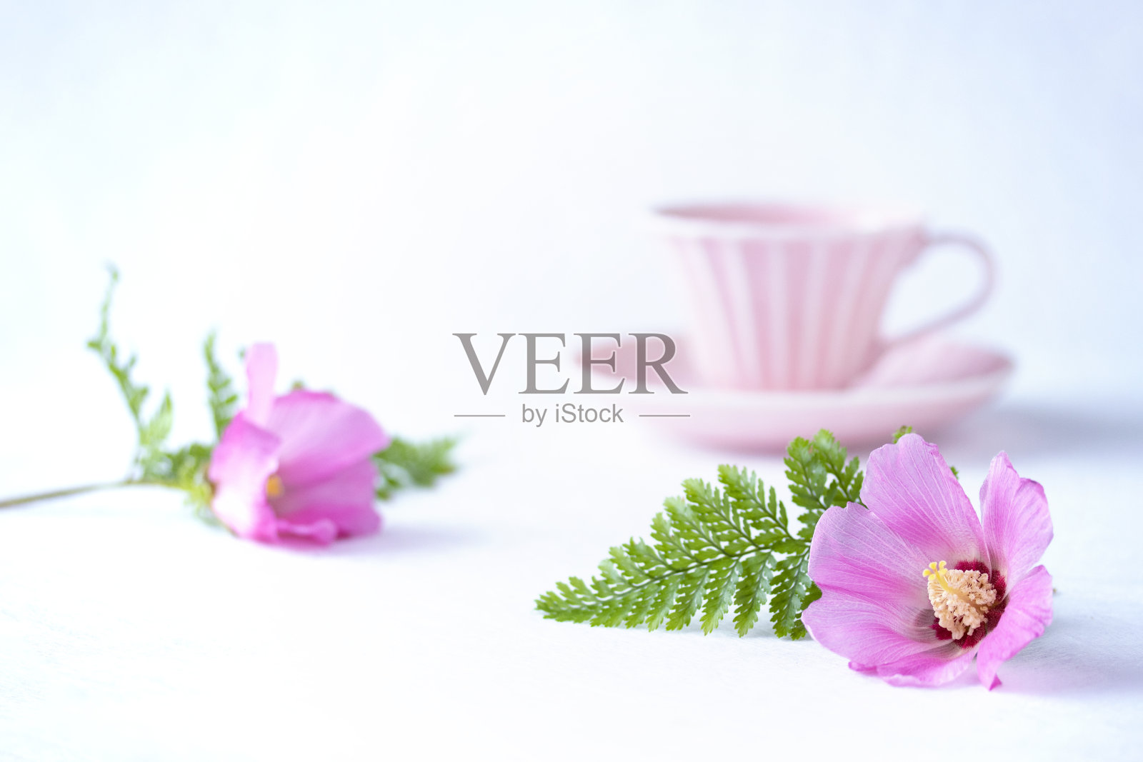 粉红芙蓉和咖啡照片摄影图片