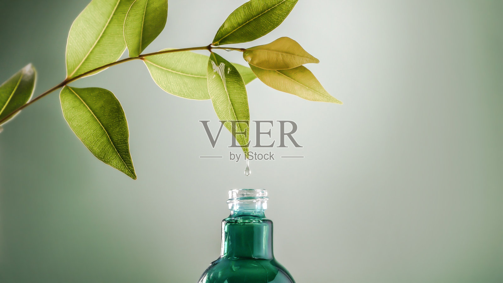 特写水滴从新鲜绿叶滴入瓶中,有机生物萃取为化妆品、香薰和精油的概念照片摄影图片