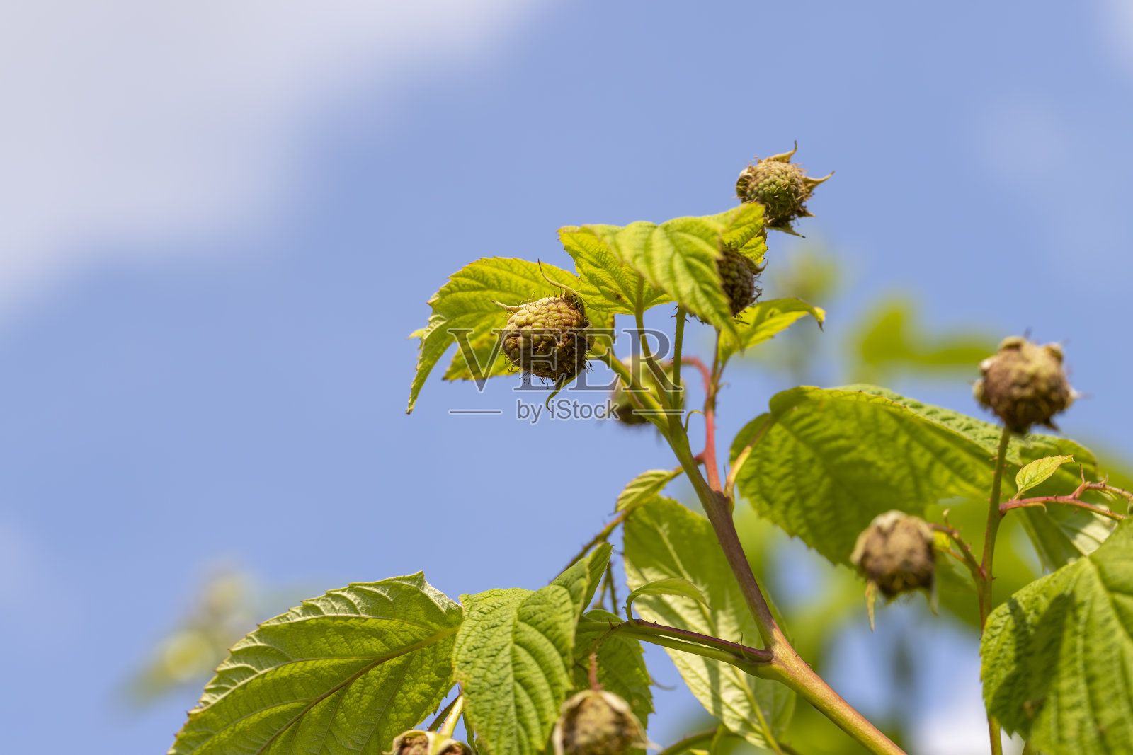 在刮风的天气里在花园里种上绿色的覆盆子照片摄影图片