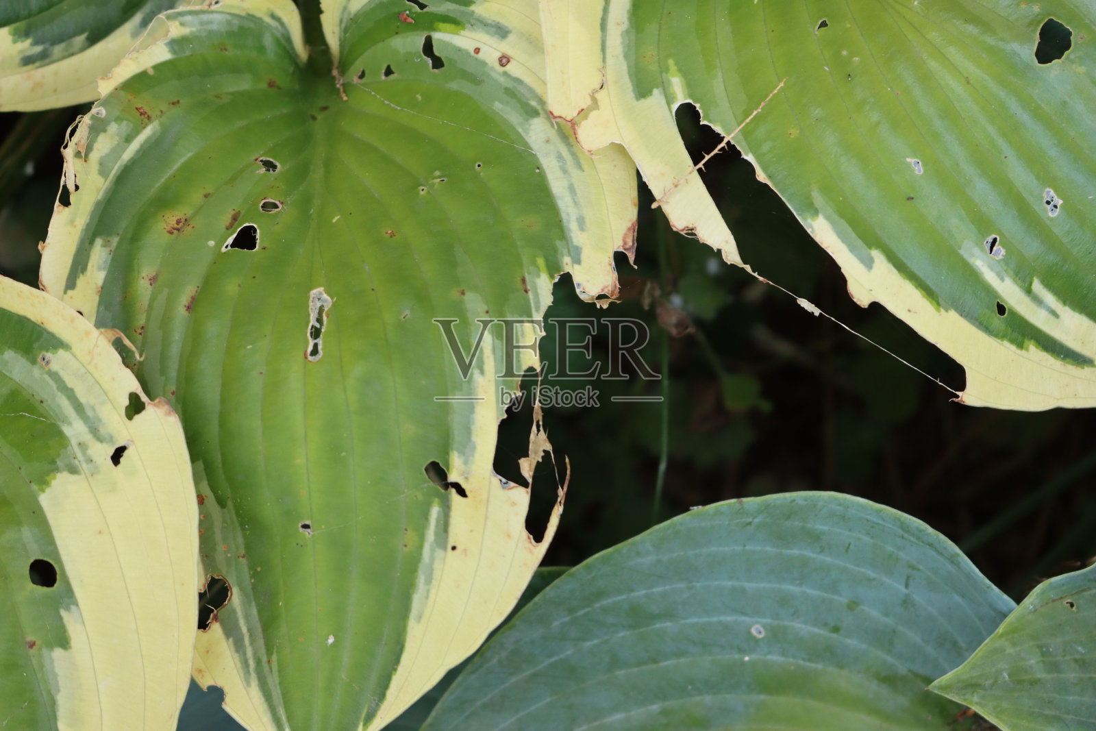 玉兔被蛞蝓和昆虫破坏的特写照片摄影图片