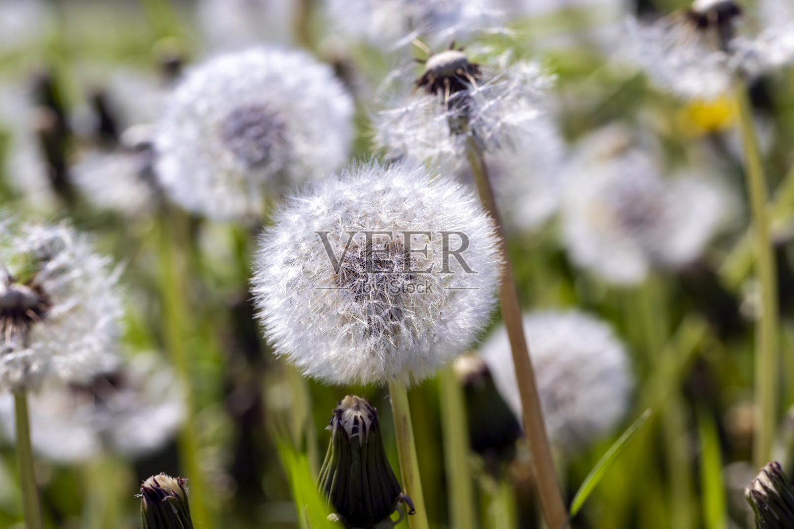 夏天有大量蒲公英的田地照片摄影图片