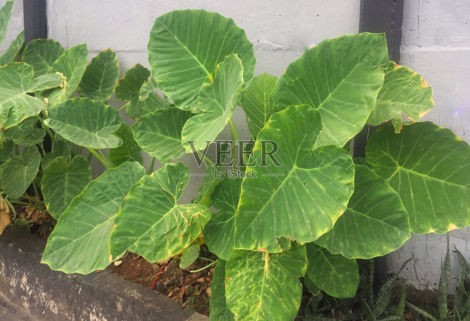 茁壮成长的芋头叶子。照片摄影图片