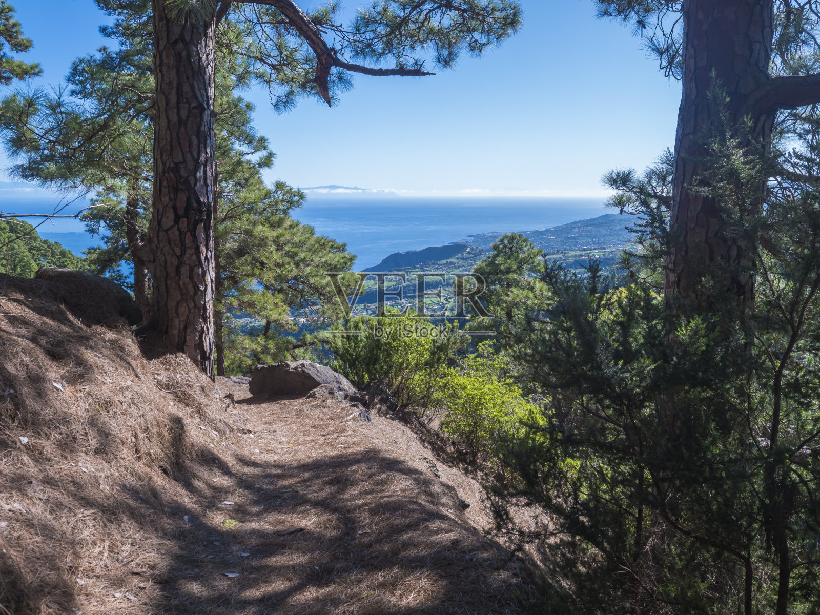 风景优美的徒步小径Barranco de la Madera从拉斯尼维斯与松树林和沿着峡谷陡峭的绿色山脉,拉帕尔马岛,加那利群岛,西班牙照片摄影图片