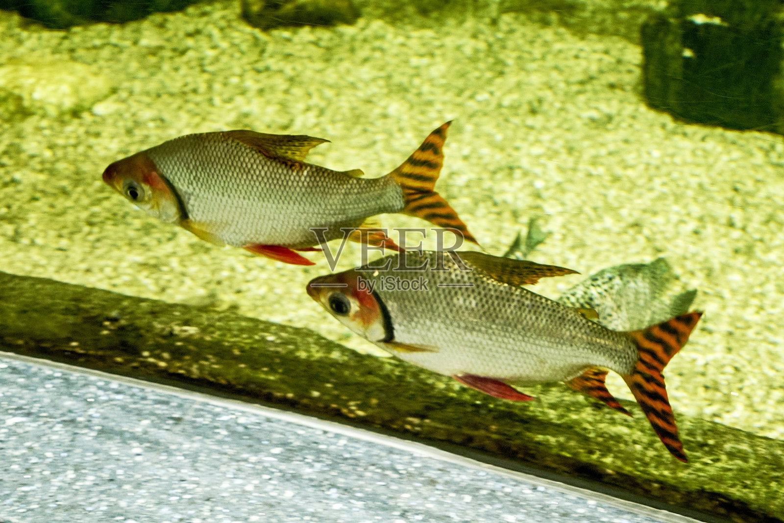Semaprochilodus red-tailed Semaprochilodus taeniurus两条鱼在清澈的水中游泳照片摄影图片