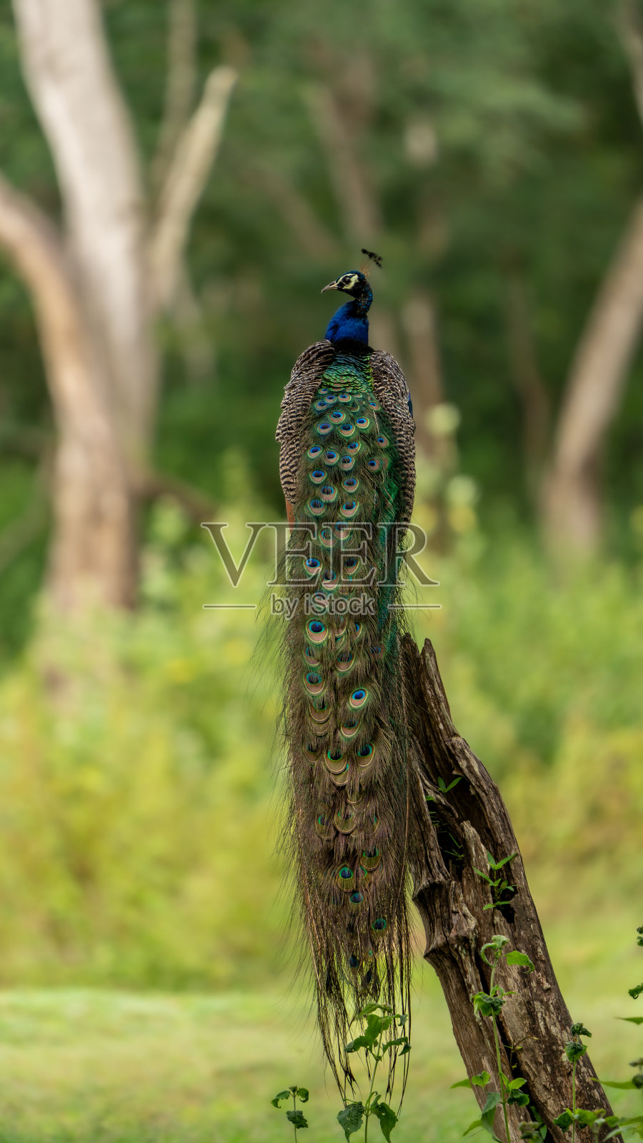 印度和平。照片摄影图片