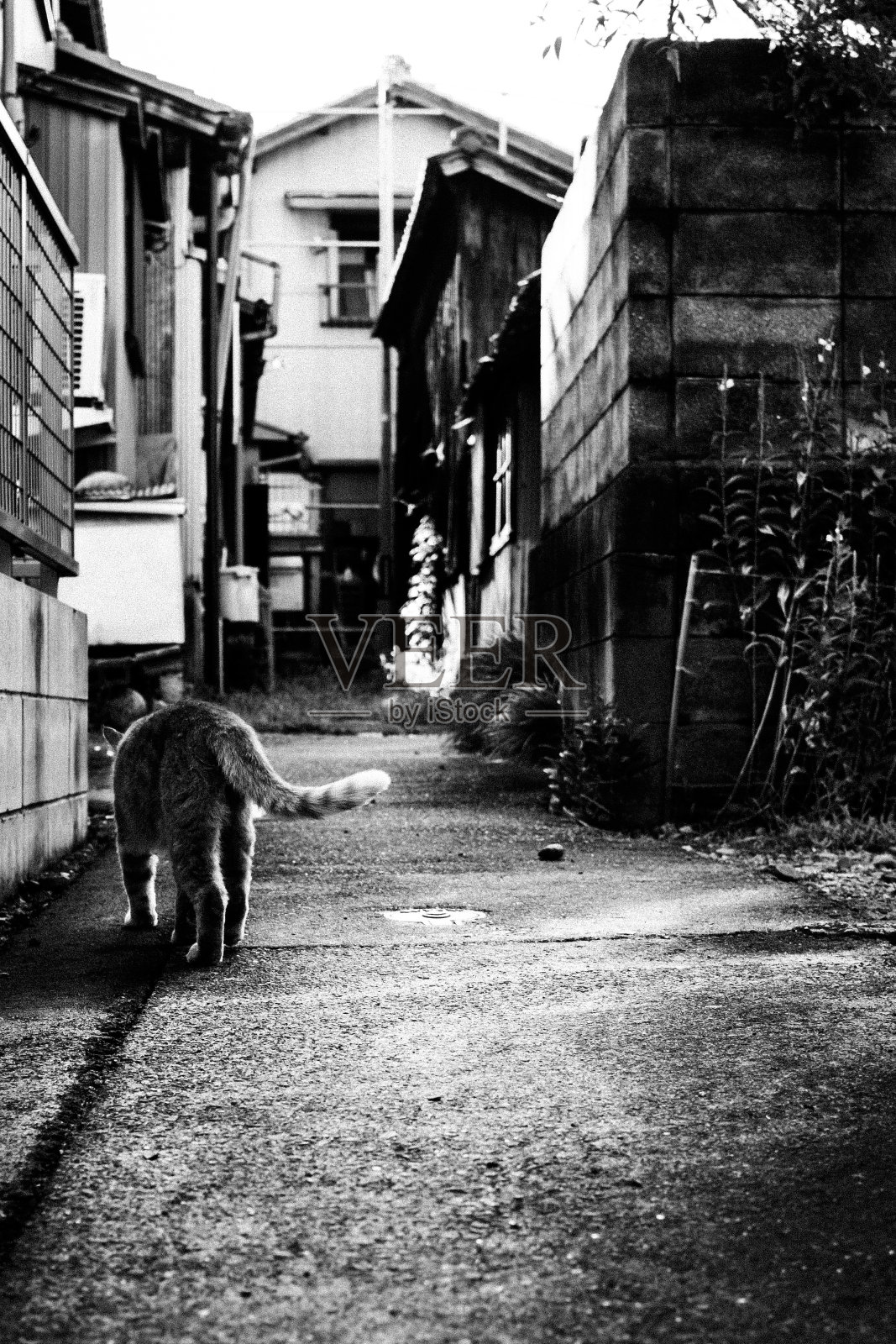 日本一条小巷里的猫照片摄影图片