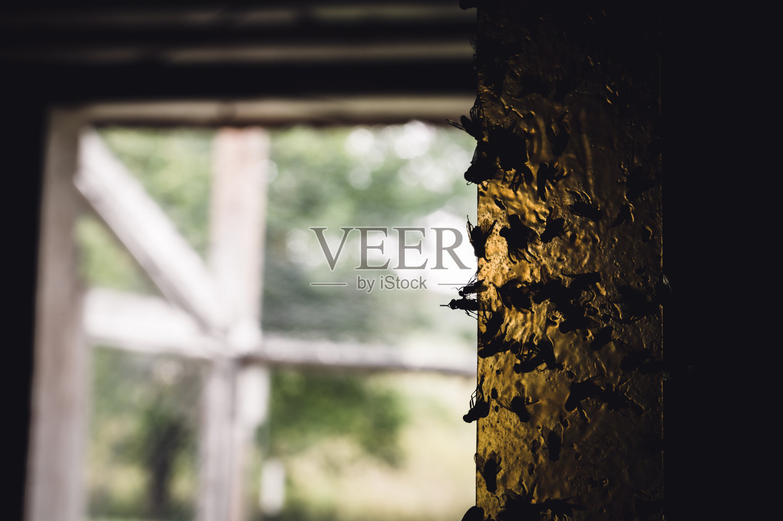 贴满昆虫的黄色粘蝇纸。照片摄影图片