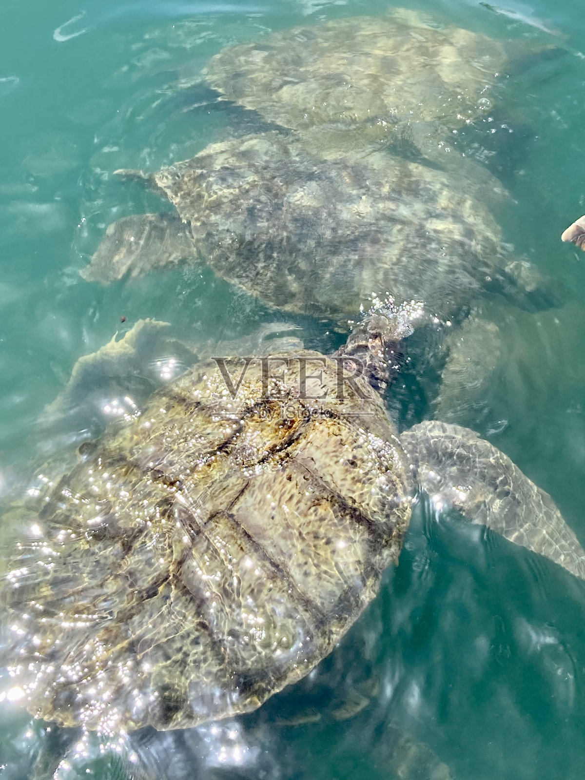开曼岛-乔治镇-海龟照片摄影图片