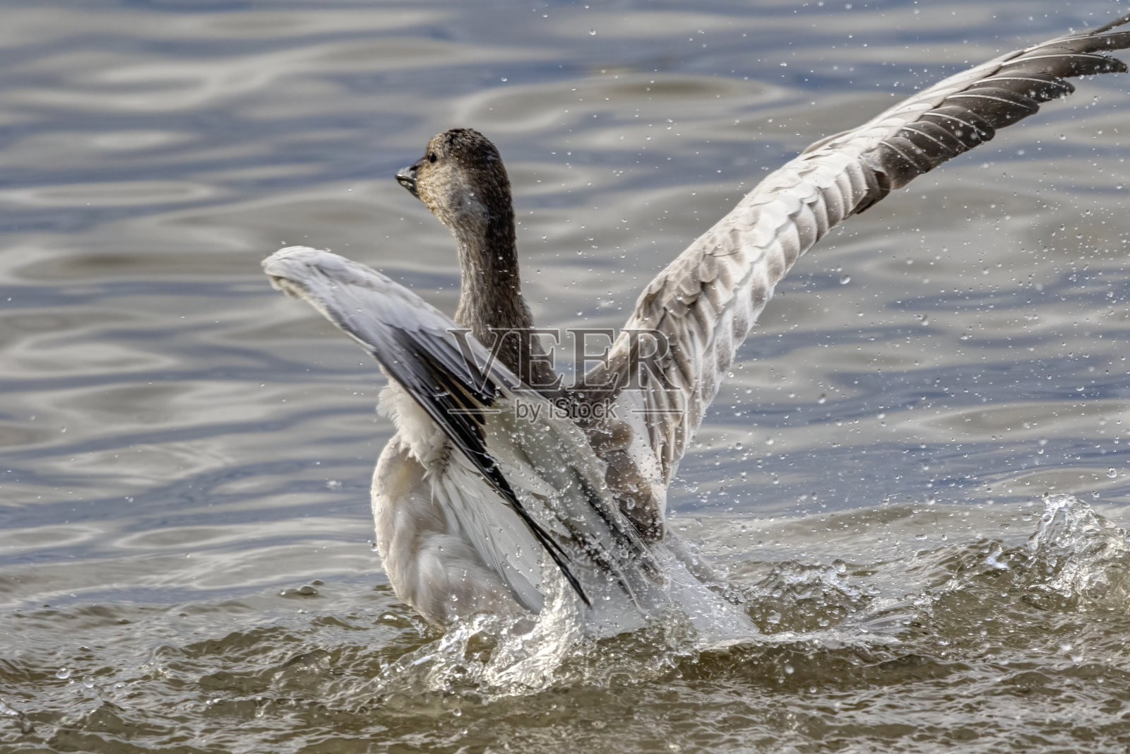 加拿大不列颠哥伦比亚省本纳比湖的北方尖尾公鸭拍打着翅膀照片摄影图片