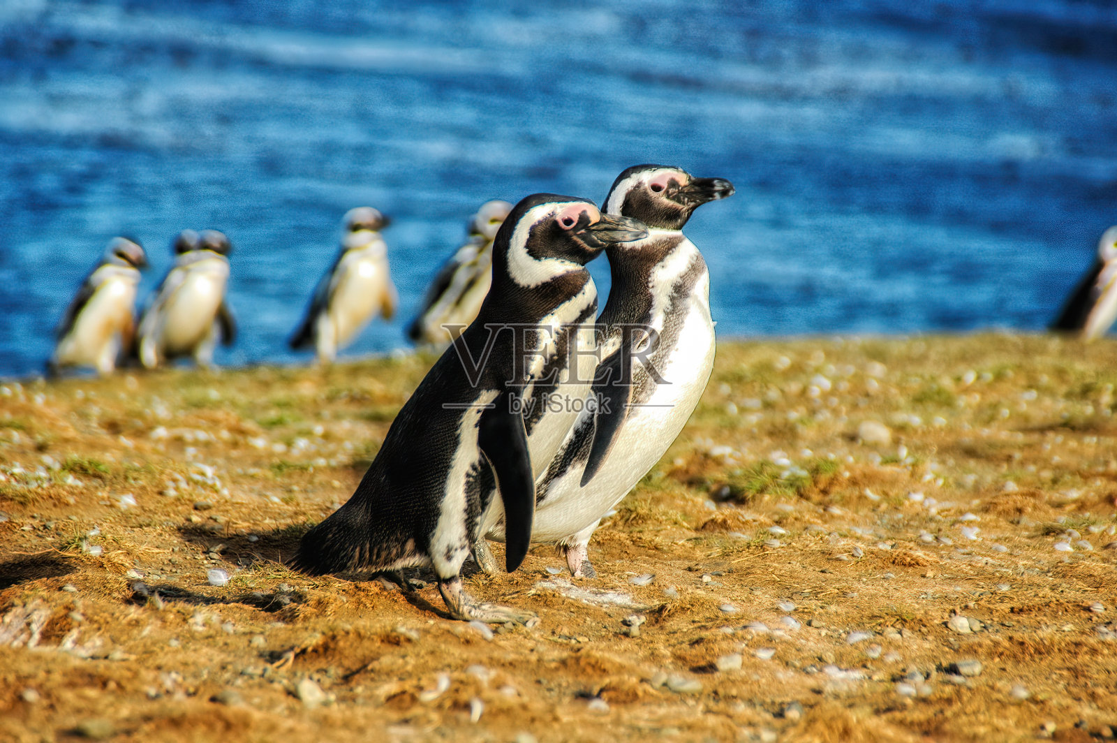 智利Magdalena岛上的麦哲伦企鹅照片摄影图片