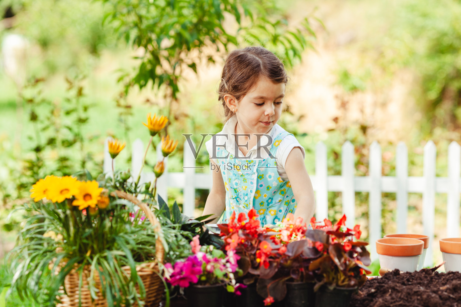 小女孩在盆栽花照片摄影图片