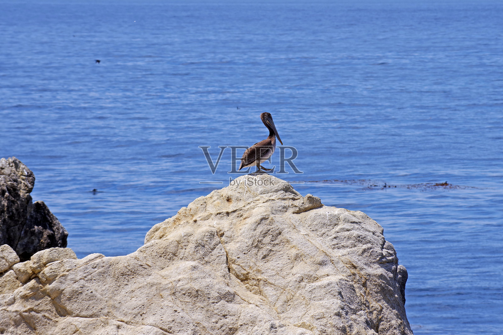 褐鹈鹕照片摄影图片
