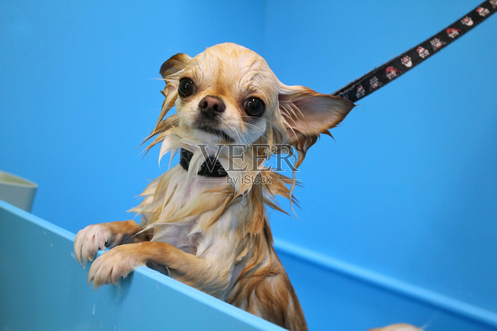 在美容院洗完澡和洗完澡后,毛茸茸的搞笑吉娃娃狗站在浴室里照片摄影图片