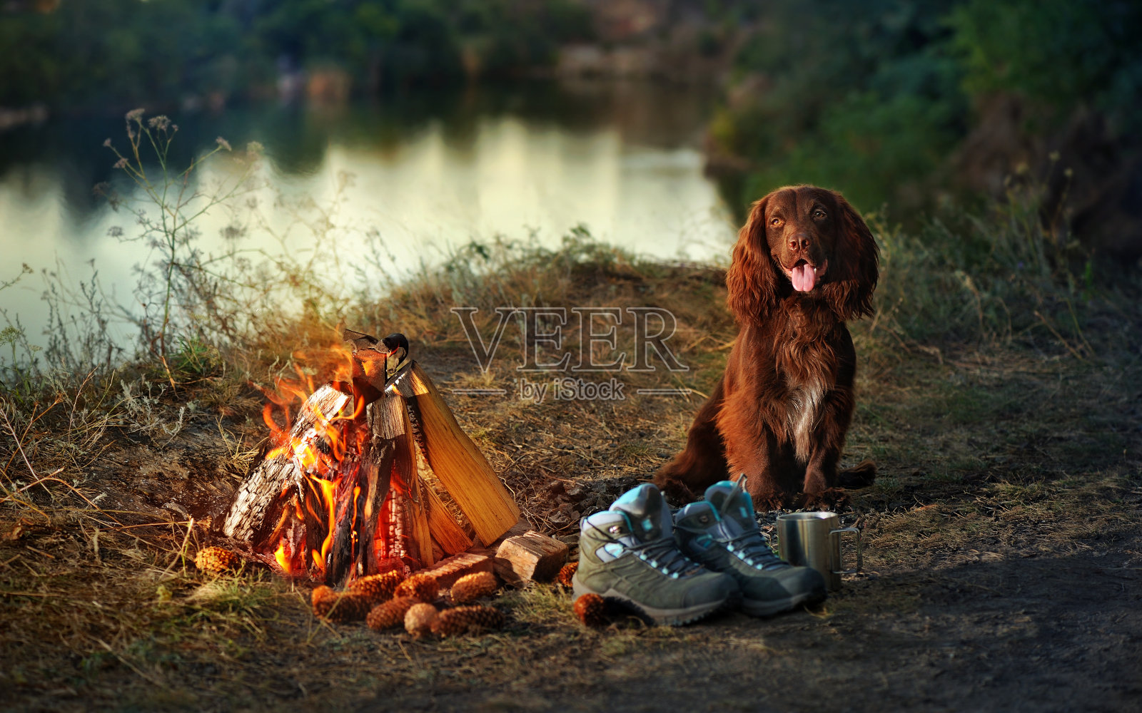 坐在营火旁的工犬照片摄影图片