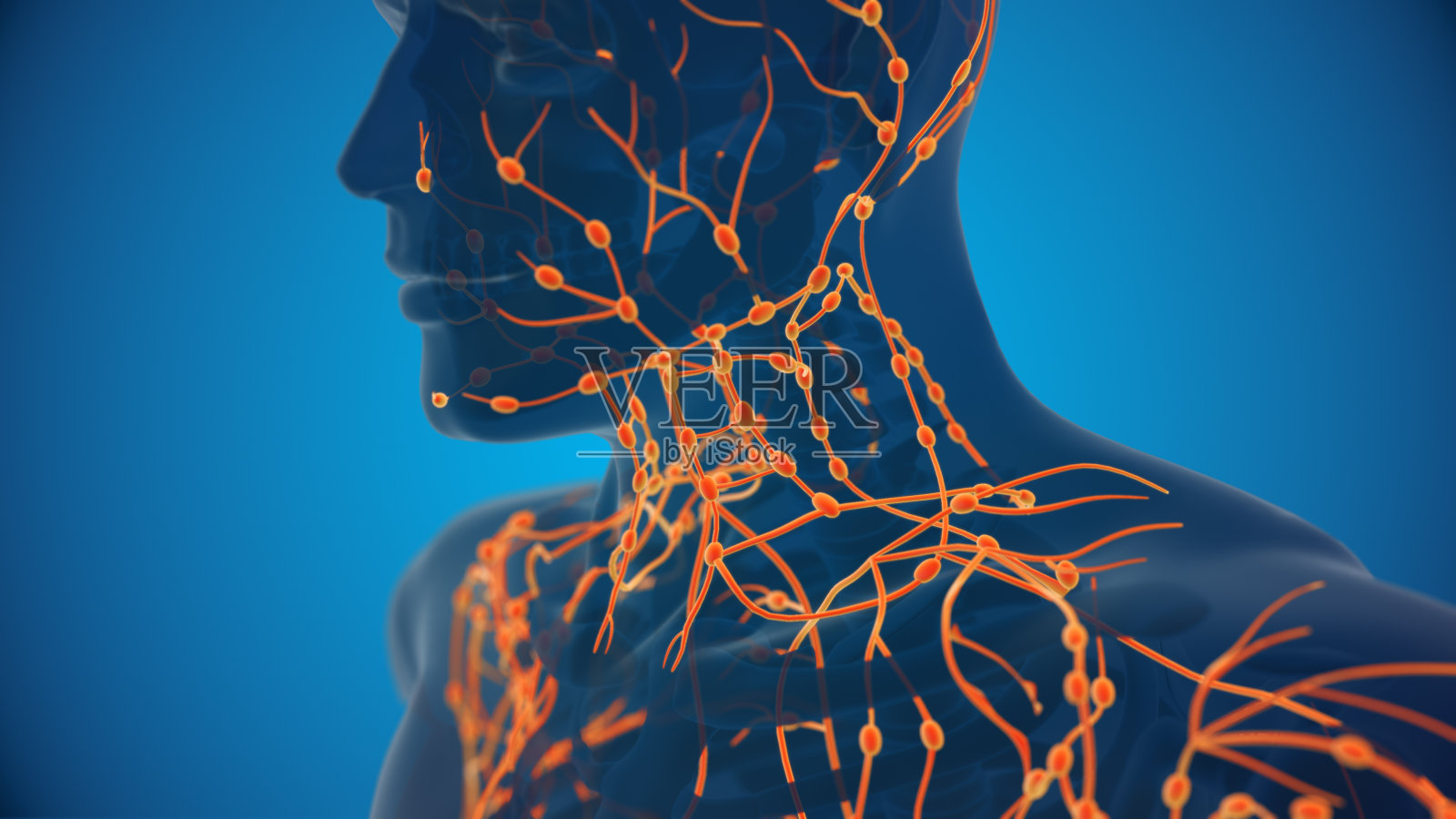 淋巴系统或淋巴系统照片摄影图片