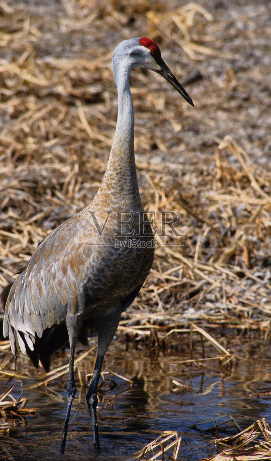 鸟照片摄影图片