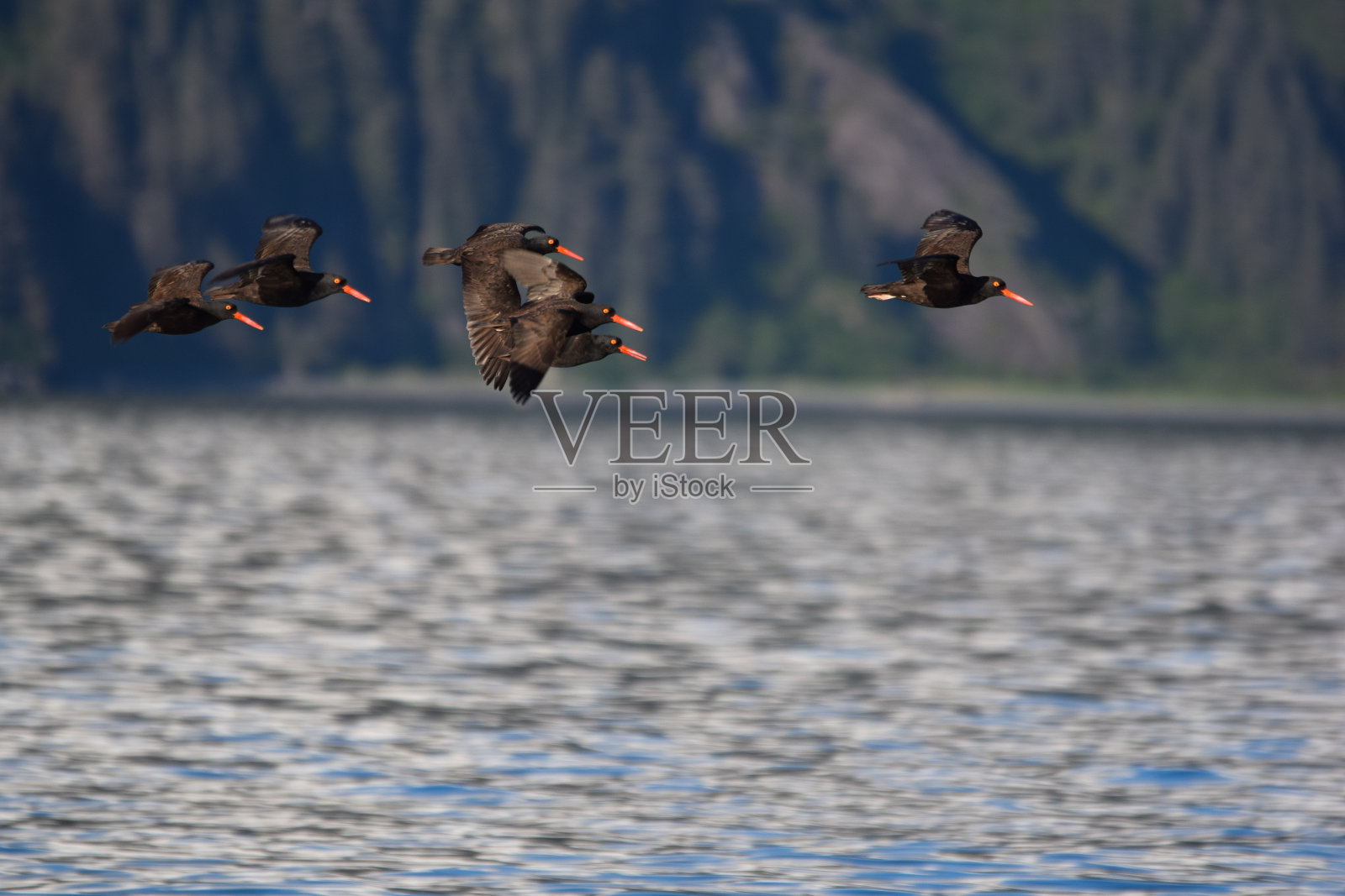 飞行蛎鹬照片摄影图片
