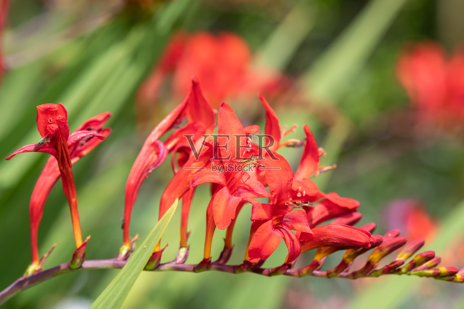 Crocosmia香照片摄影图片