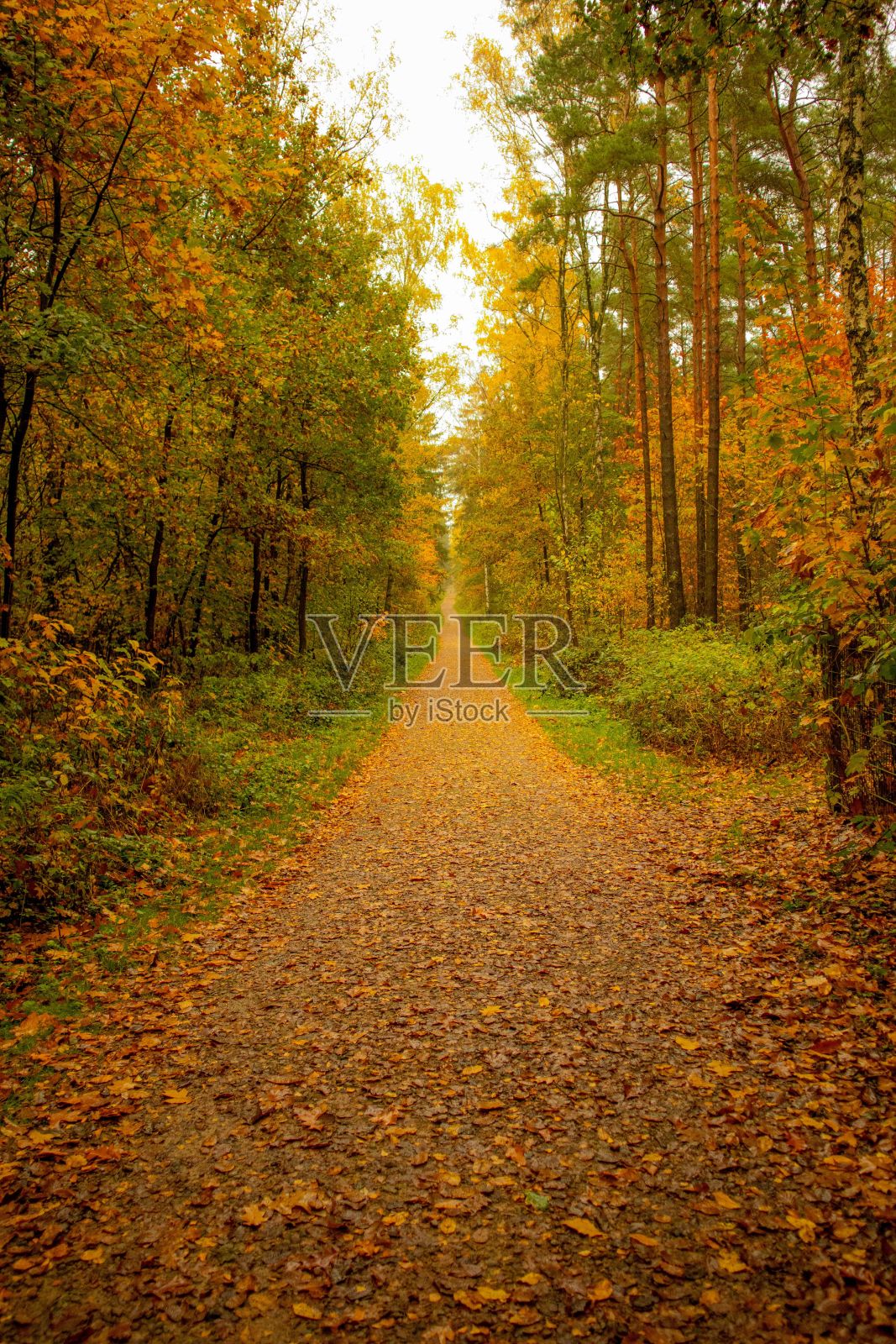 垂直拍摄的一条被秋树包围的树叶覆盖的小路照片摄影图片