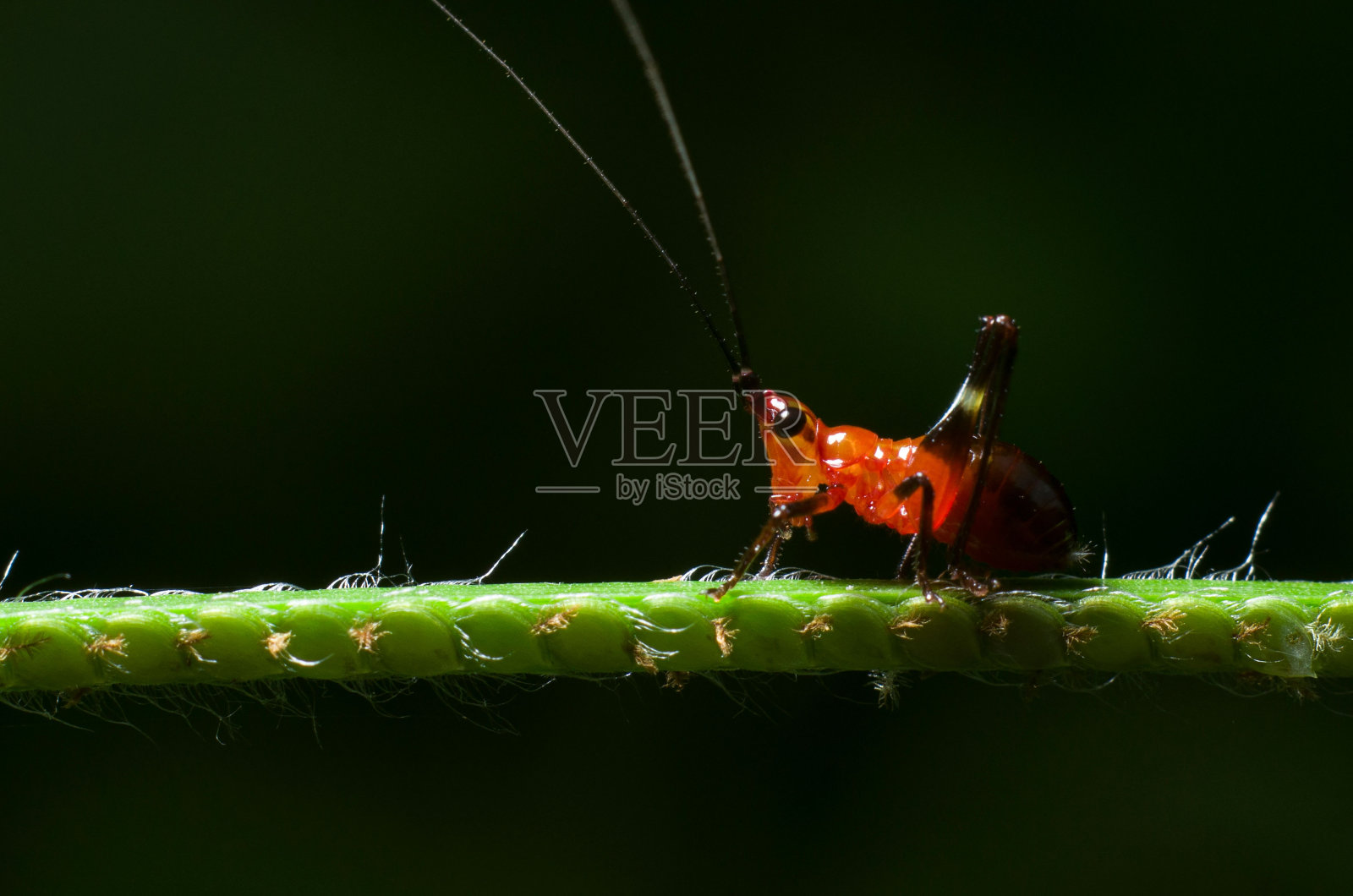 特写的红色昆虫栖息在花蕾孤立在模糊的背景照片摄影图片