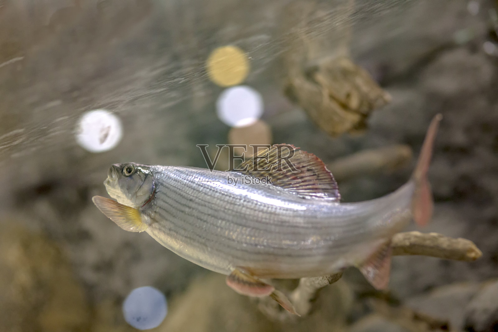 淡水鱼(Thymallus Thymallus)上钩。河中的水下摄影。野生动物野生的动物在自然栖息地的鲱鱼。照片摄影图片